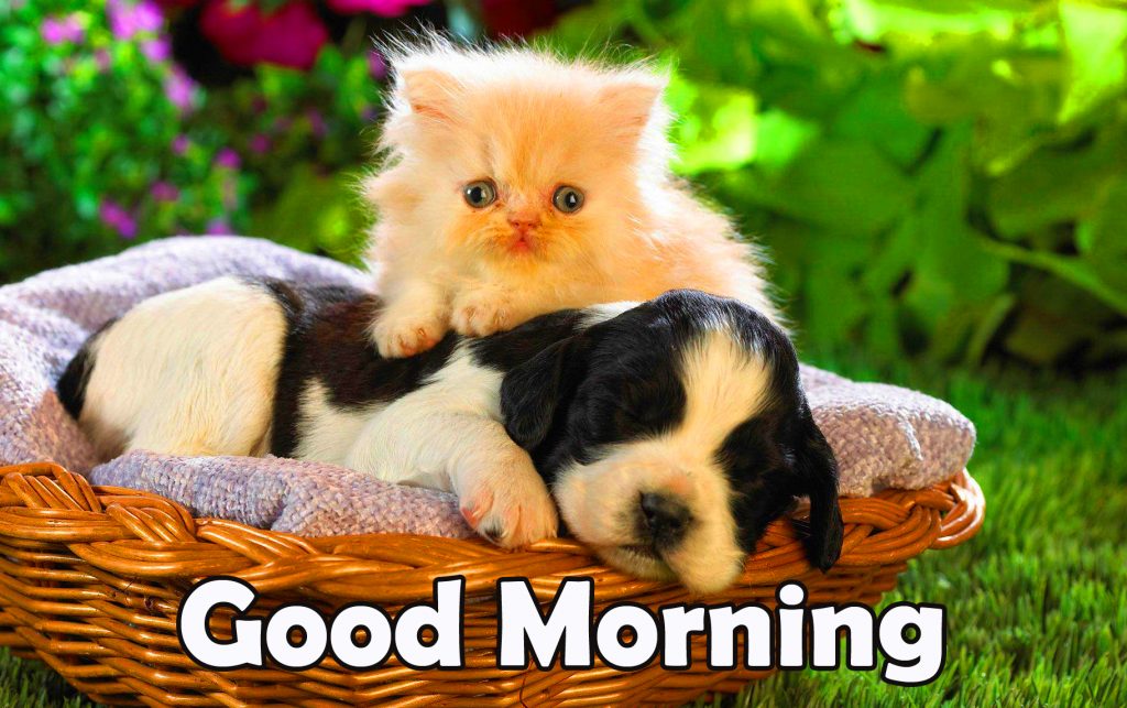 Good Morning Cat and Dog in Basket Pic