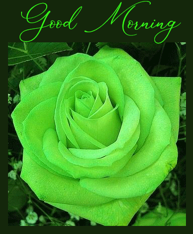 Good Morning Green Rose Beautiful Image