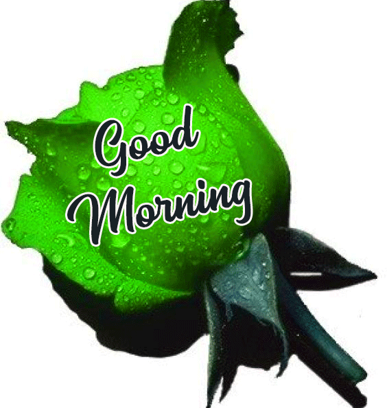 Good Morning Green Rose Wallpaper