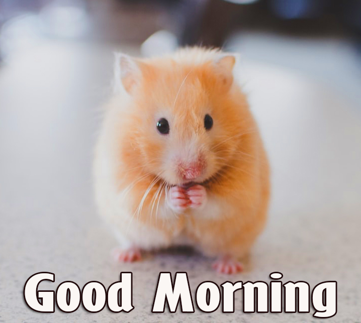 Good Morning Rabbit Photo