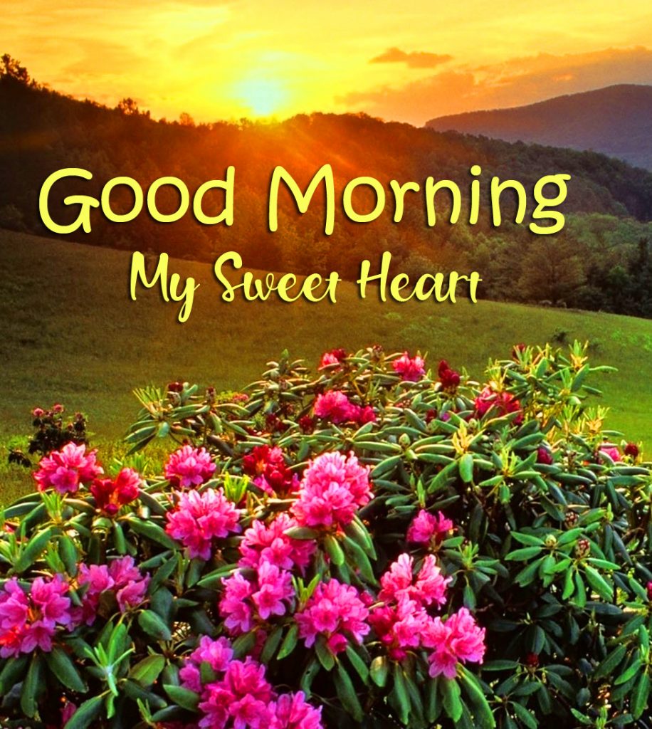 Good-Morning-Sweet-Heart-Sunshine-Flowers-Picture