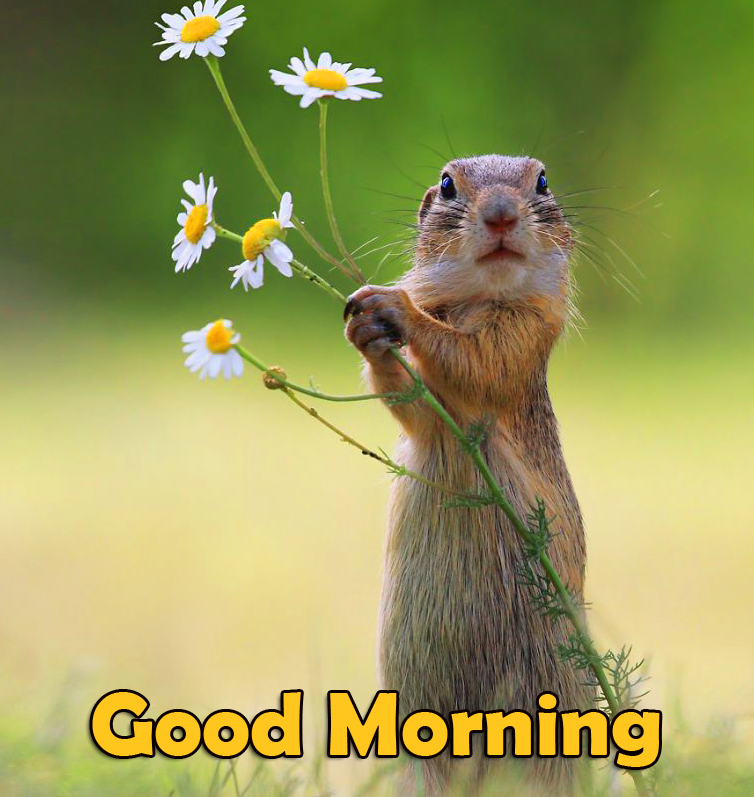 Good Morning Wish with Squirrel