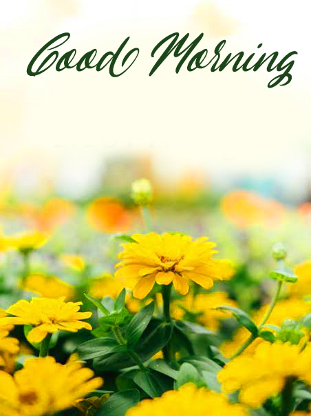 Good Morning Yellow Flowers Picture