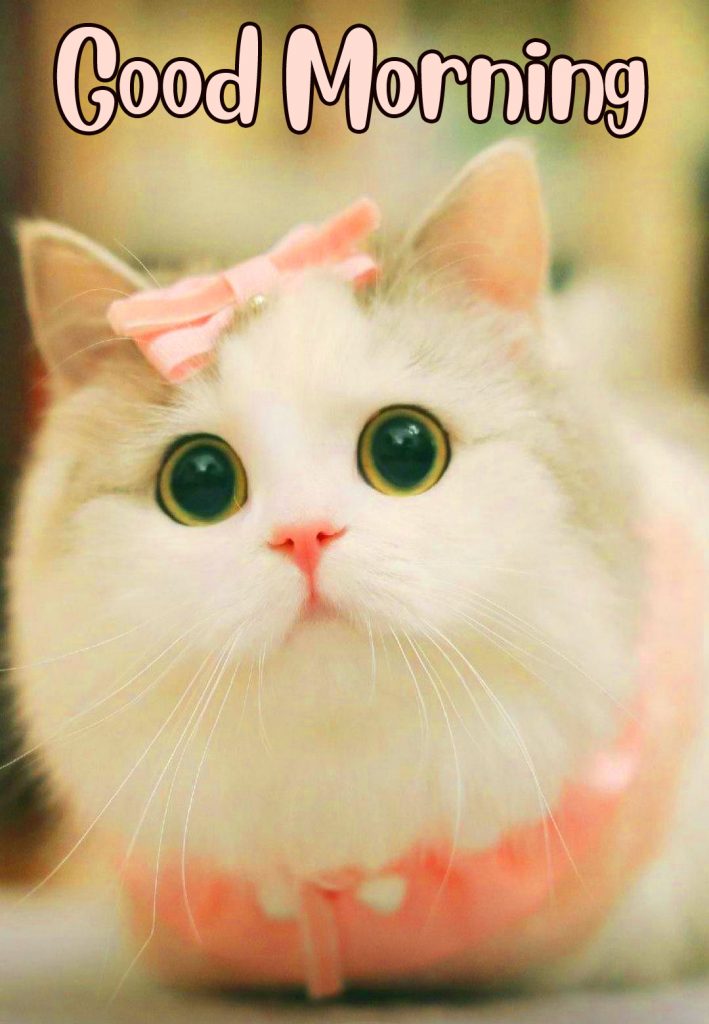 Good Morning with Adorable Cat