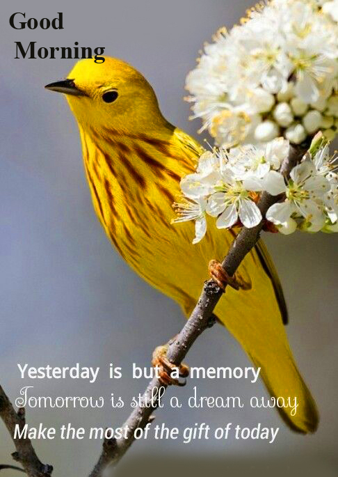 Good Morning with Bird and Quote