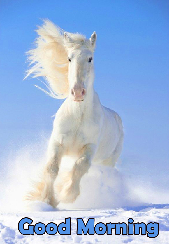 Good Morning with Running White Horse