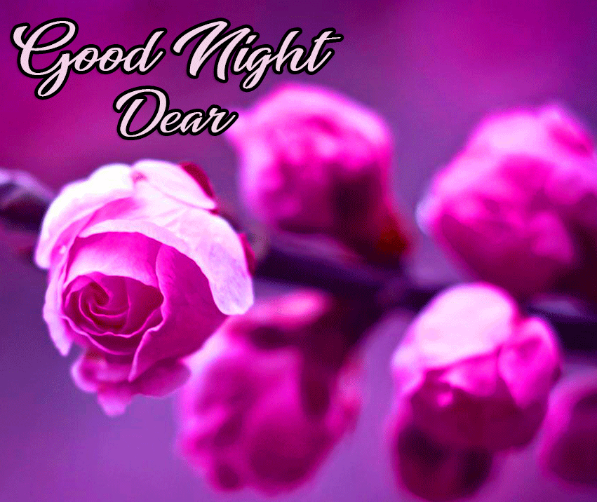 Good Night Dear Images Rose