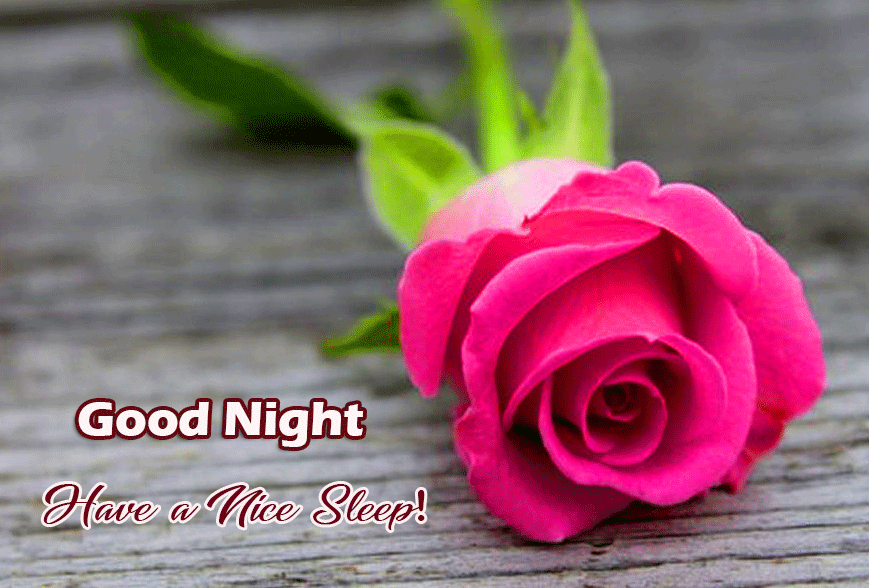 Good Night Flowers Rose