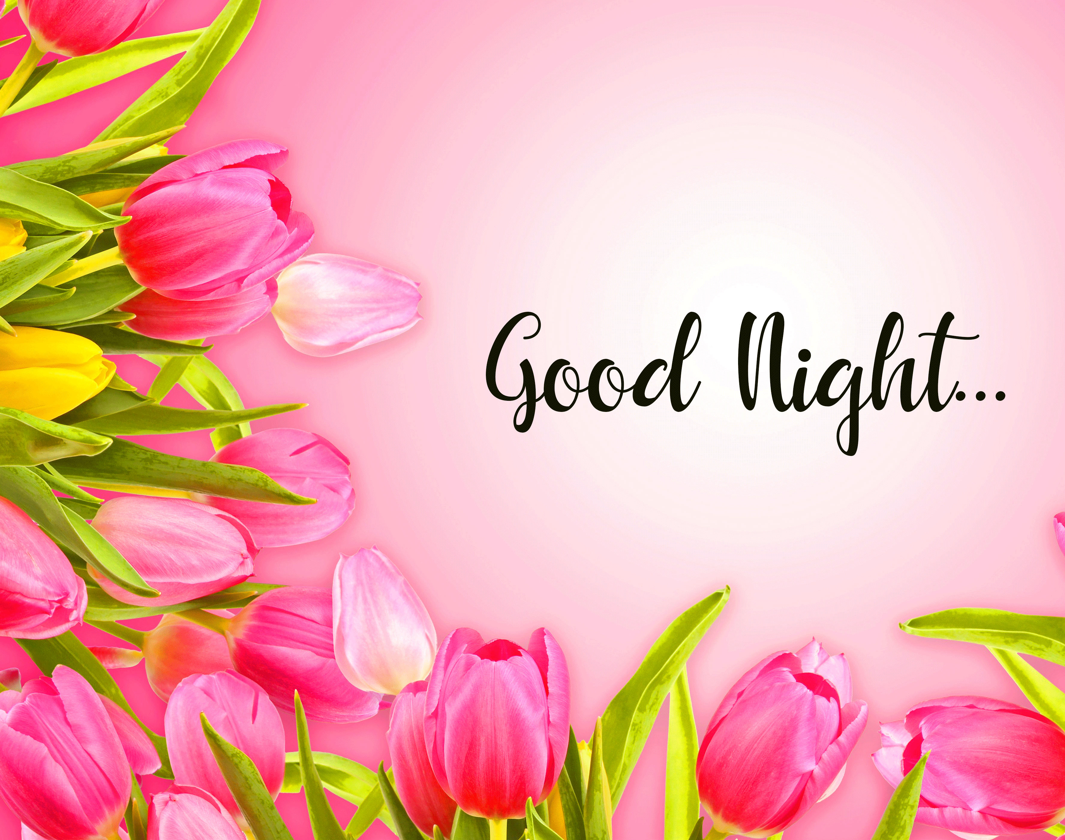 Good Night Images Rose Flowers HD