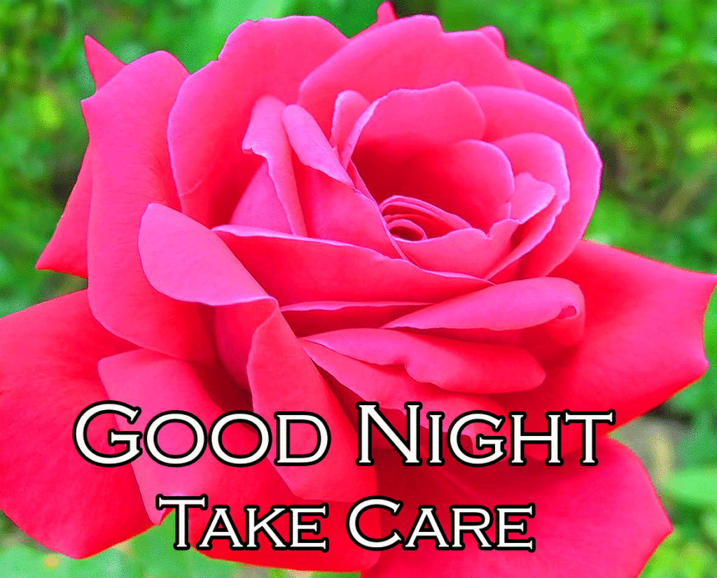 Good Night Take Care with Red Rose