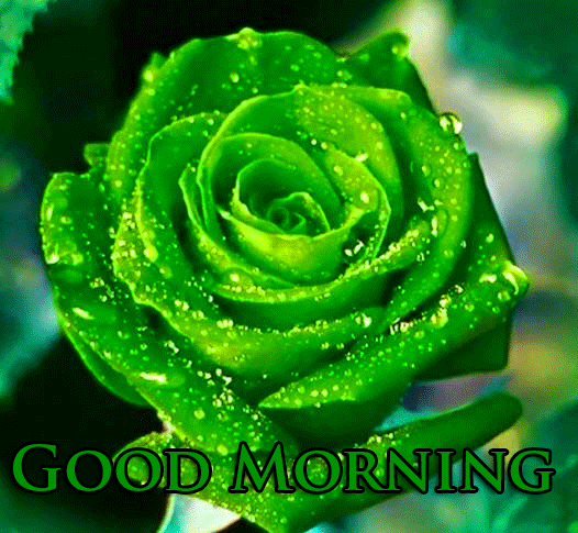 Green Rose with Dew Drops and Good Morning Wish