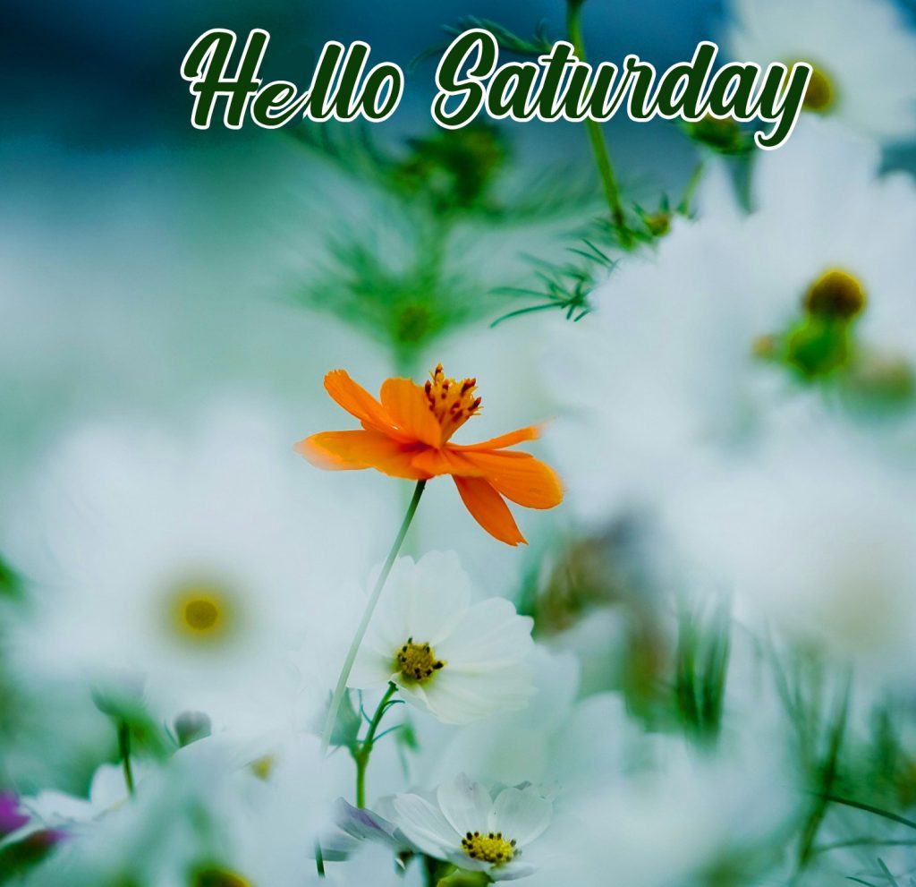 HD-Flowers-Cute-Hello-Saturday-Image
