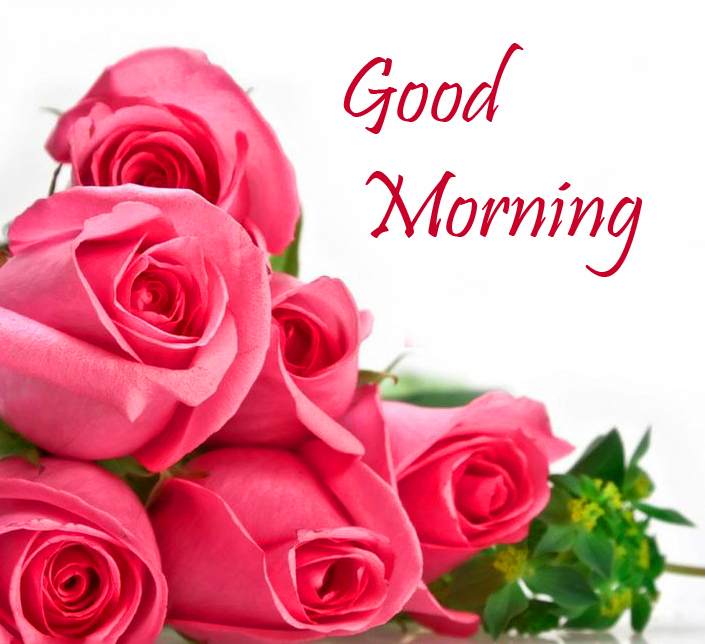 HD Pink Rose Good Morning Image