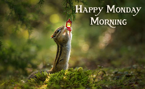 Happy Monday Morning with Cute Little Chipmunk