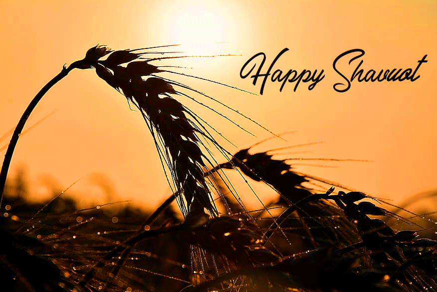 Happy Shavuot Sunlight Wheat Wallpaper