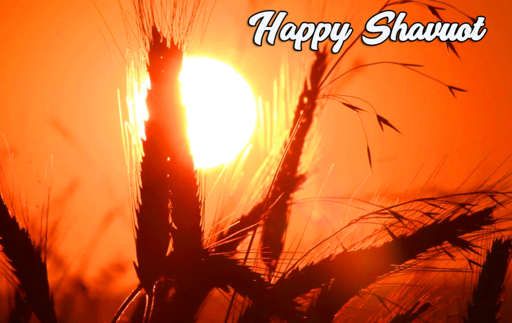 Happy Shavuot Wheat Sunlight Wallpaper