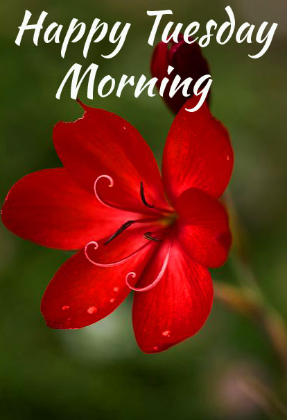 Happy-Tuesday-Morning-Red-Hibiscus-Wallpaper-HD