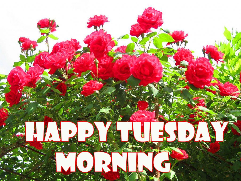 Happy-Tuesday-Morning-Red-Roses-Garden-Image