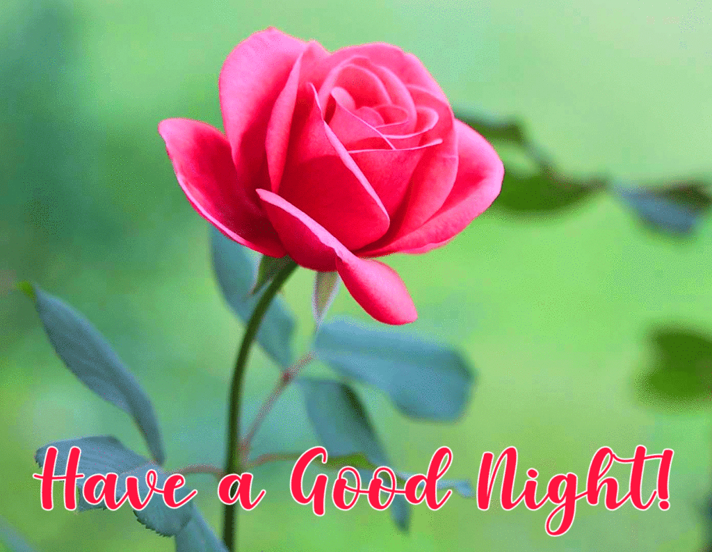 Have a Good Night Pink Rose Image