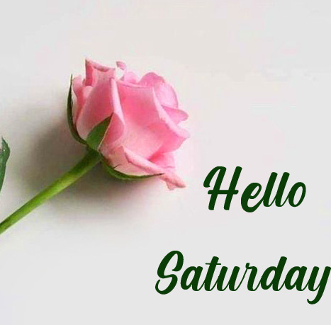 Hello-Saturday-Pink-Rose-Wallpaper