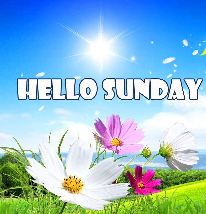 Hello Sunday Flowers Sunshine Pic