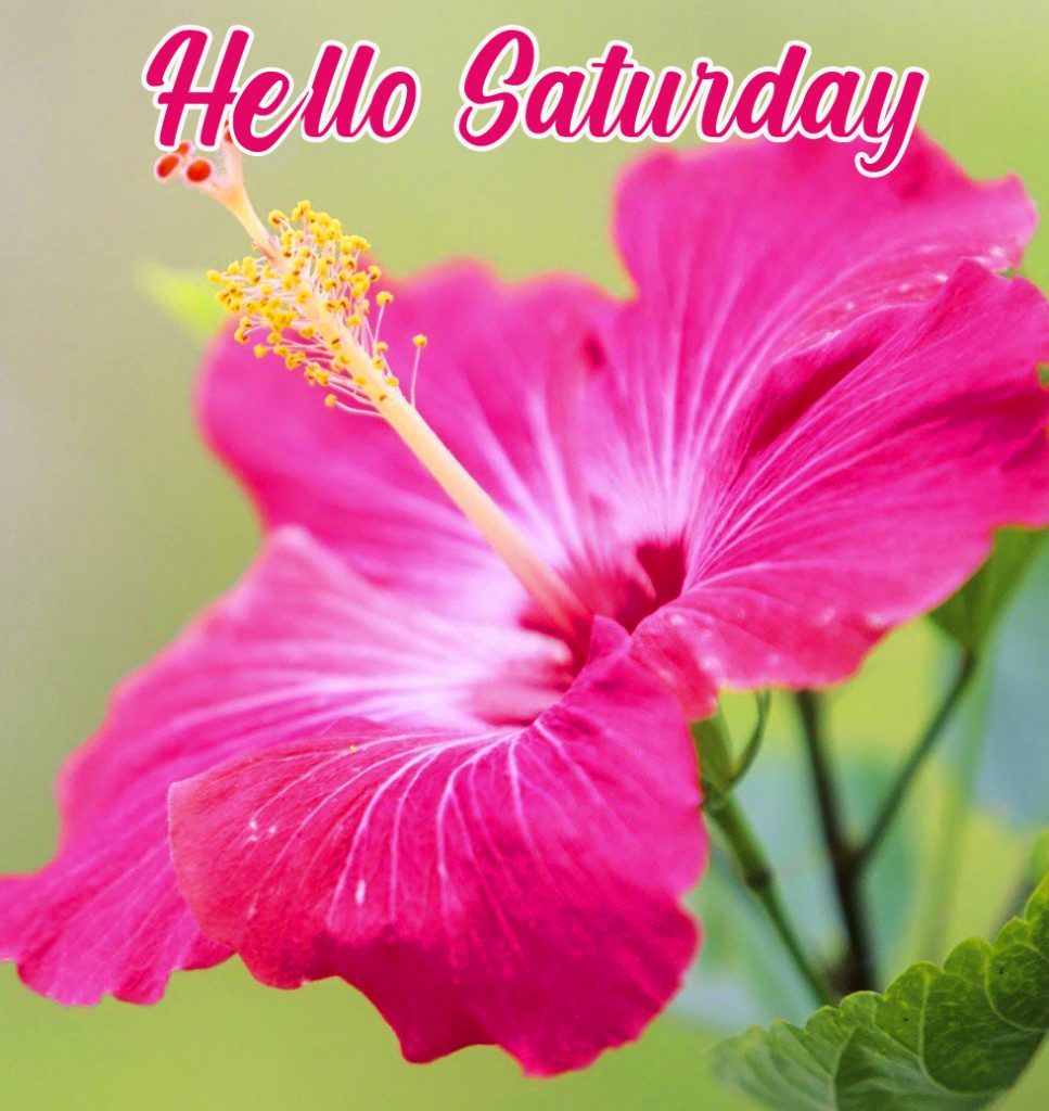 Hibiscus-Flower-Hello-Saturday-Wallpaper