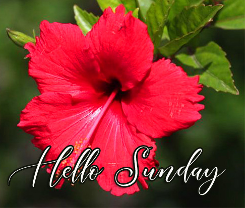 Hibiscus Hello Sunday Pic