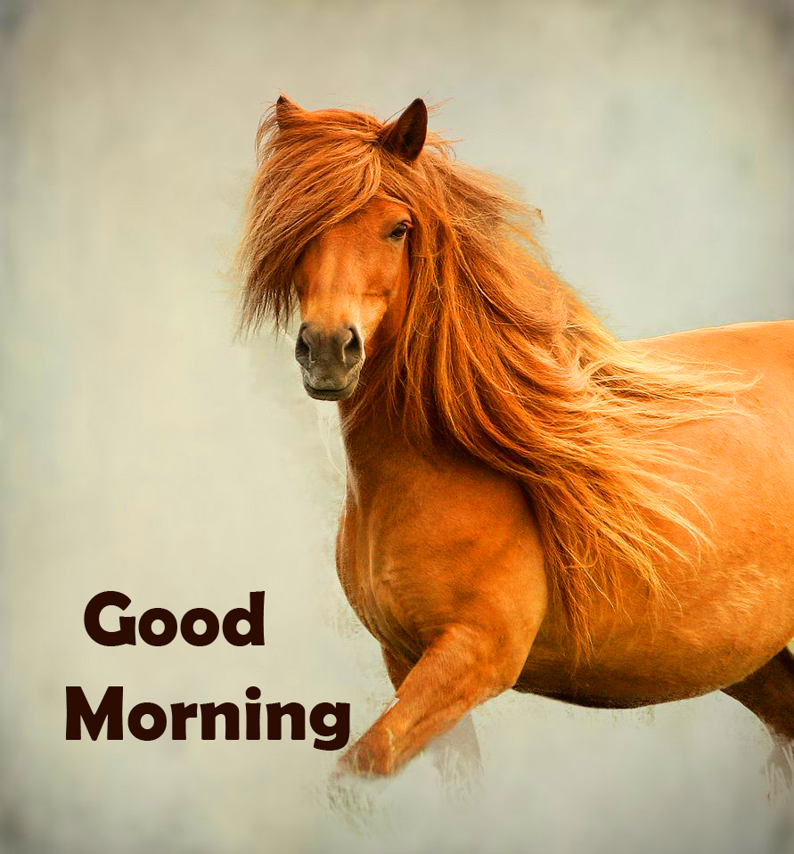 Horse Good Morning Picture