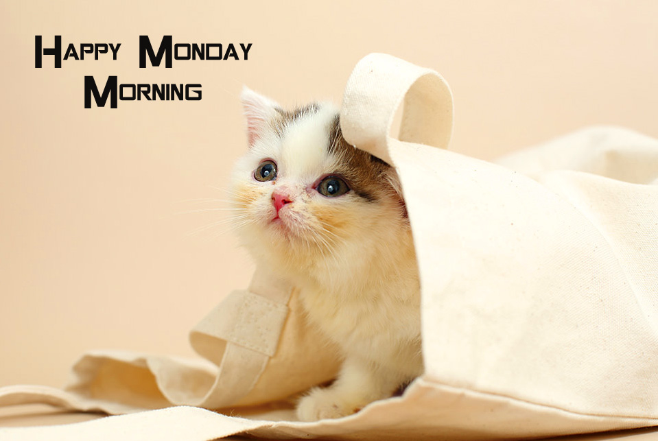 Kitten in Bag with Happy Monday Morning Wish