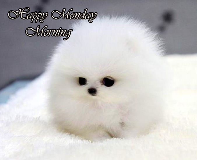 Latest Cute Puppy Happy Monday Morning Wallpaper