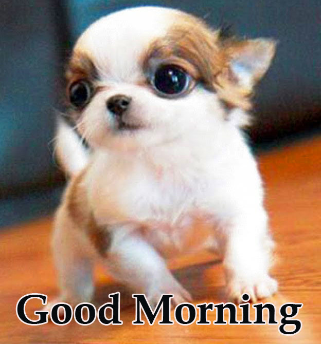 Latest Puppy Good Morning Picture