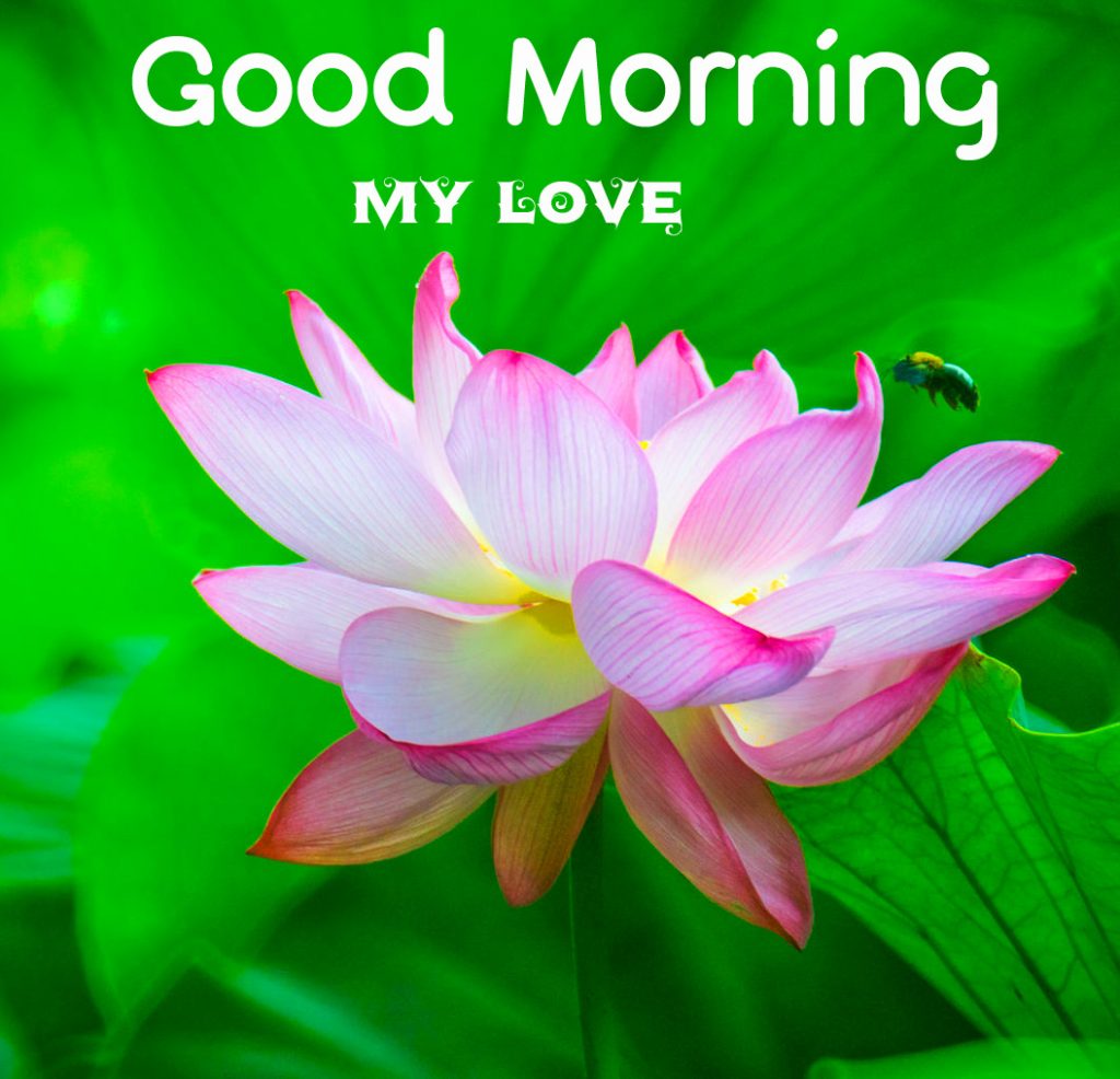 Lotus-Good-Morning-My-Love-Wallpaper