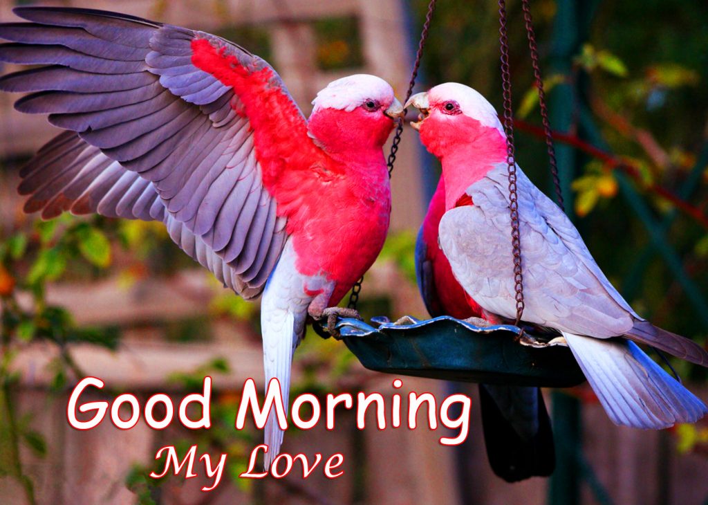 Love-Birds-Good-Morning-My-Love-Image