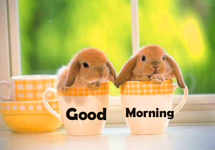 Lovely Bunnies in Cup with Good Morning Wish