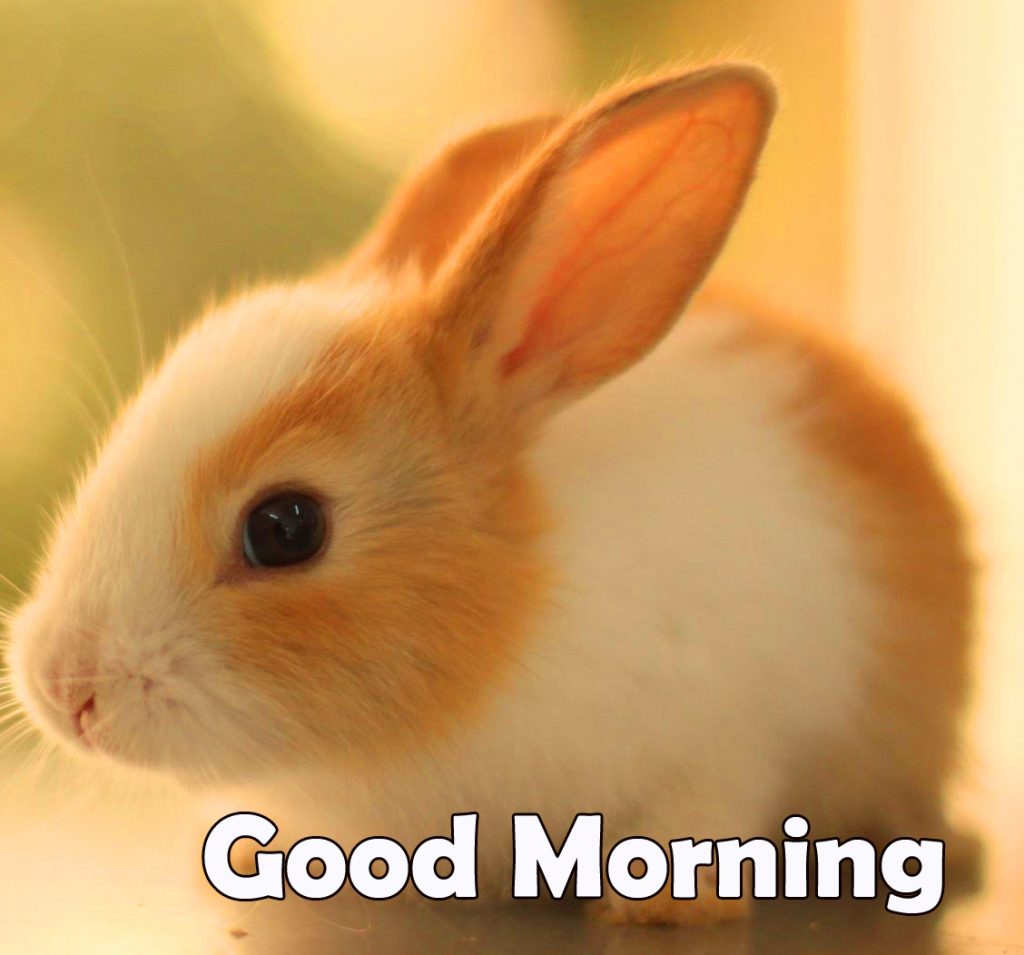 Lovely Bunny Good Morning Image