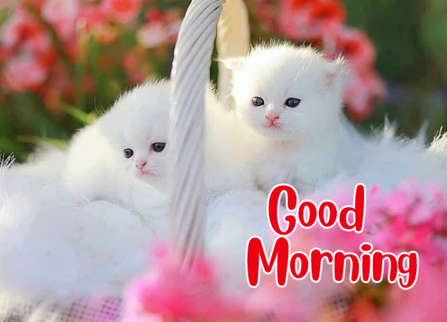 Lovely Kittens Good Morning Photos