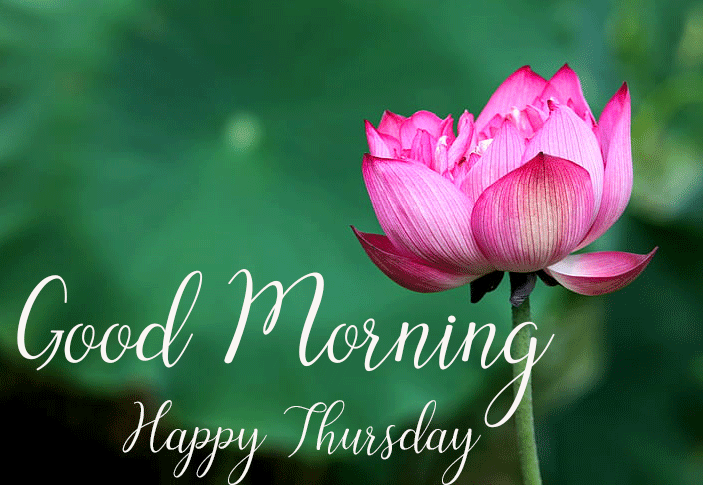 Lovely Lotus Flower Good Morning Happy Thursday Pic