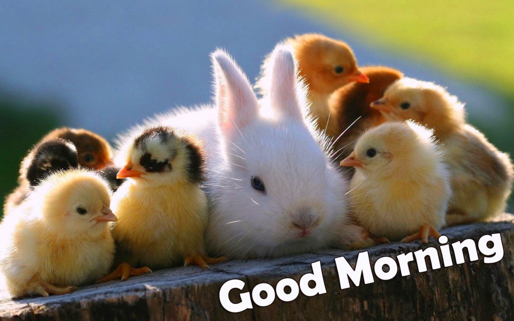 Lovely Rabbit with Chicks and Good Morning Wish