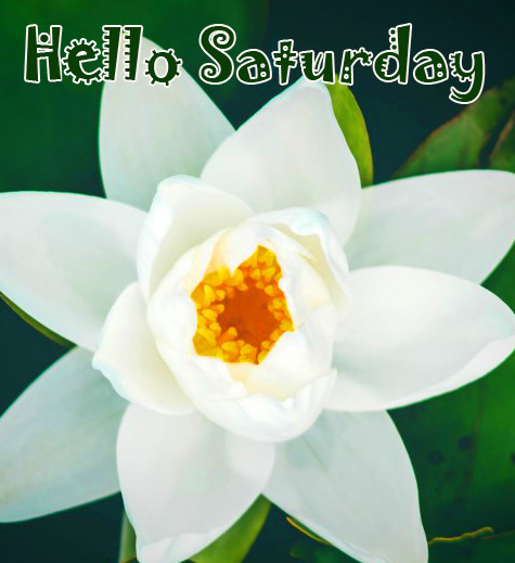 Nature-Flower-Hello-Saturday-Image