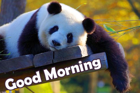 Panda Good Morning Photo
