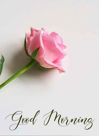 Pink Rose with Good Morning Message