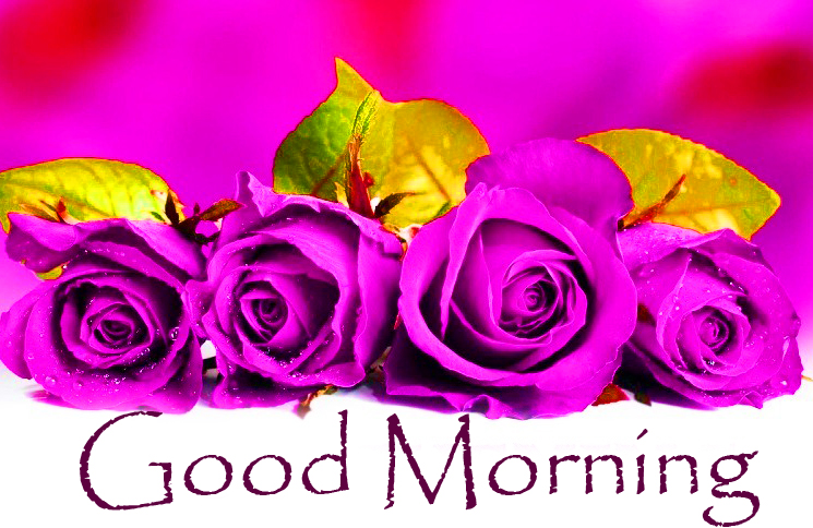 Purple Roses Good Morning Pic