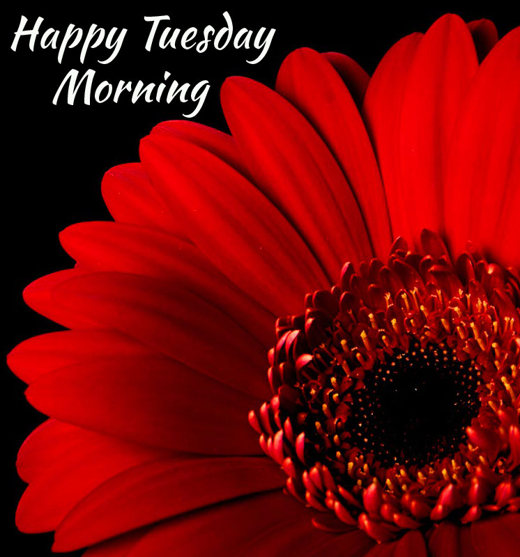 Red-Gerbera-Happy-Tuesday-Morning-Wallpaper