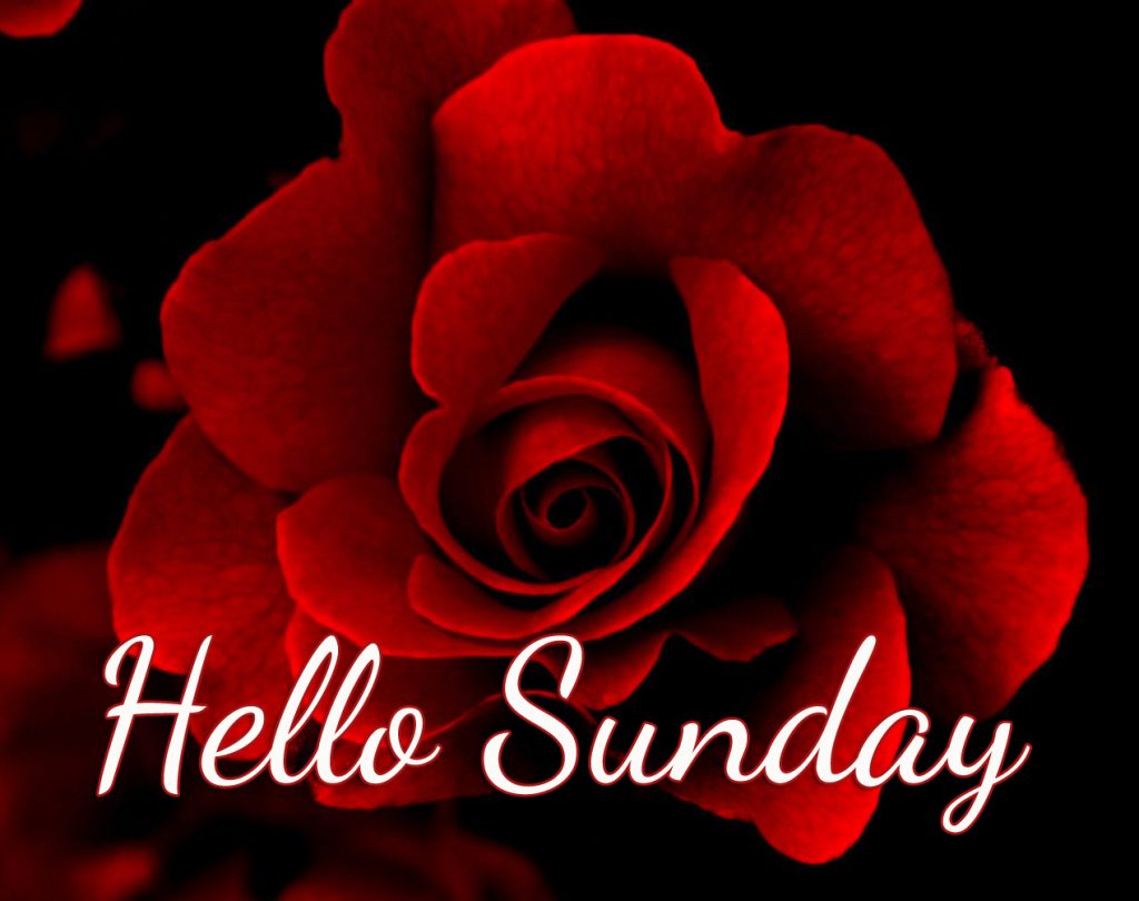 Red Rose Hello Sunday Image