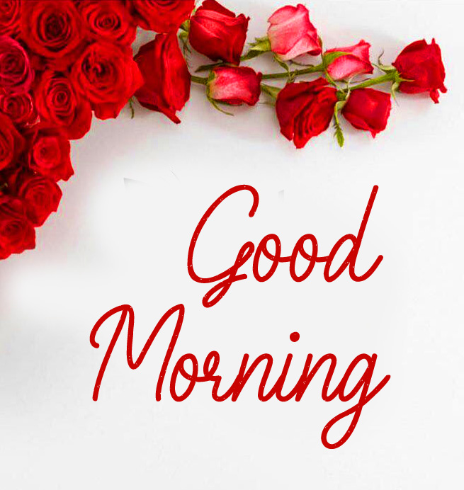 Red Roses Good Morning Image