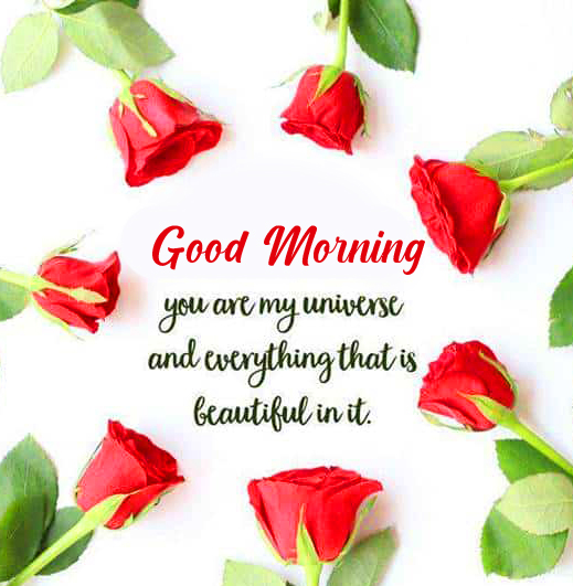 Red Roses Good Morning Message Pic