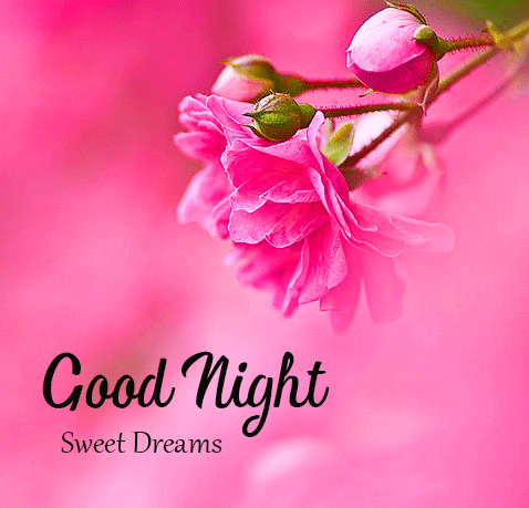 Rose Flower Good Night Sweet Dreams Images