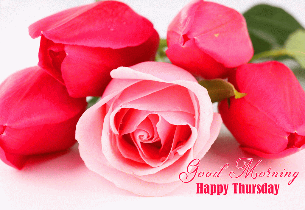 Rose and Tulips Good Morning Happy Thursday Wallpaper