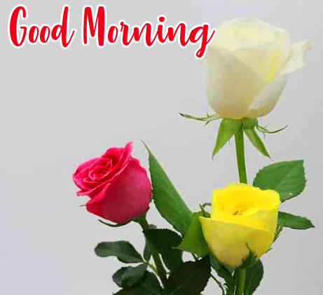 Roses Good Morning Image