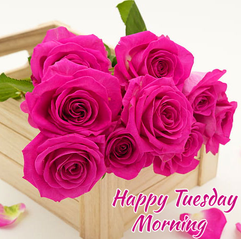Roses-Happy-Tuesday-Morning-Wallpaper-HD